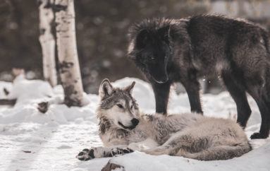 La Suisse autorise l’abattage de deux loups Jurassiens