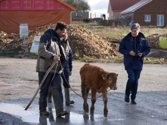 Opération de sauvetage des dernières 60 vaches par la Fondation Brigitte Bardot | Photo Humanimo