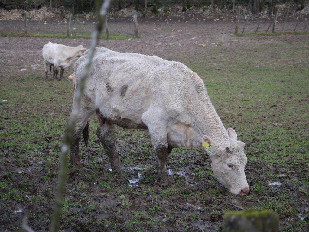 Les vaches maltraitées de Saint-Vit | Photo Humanimo