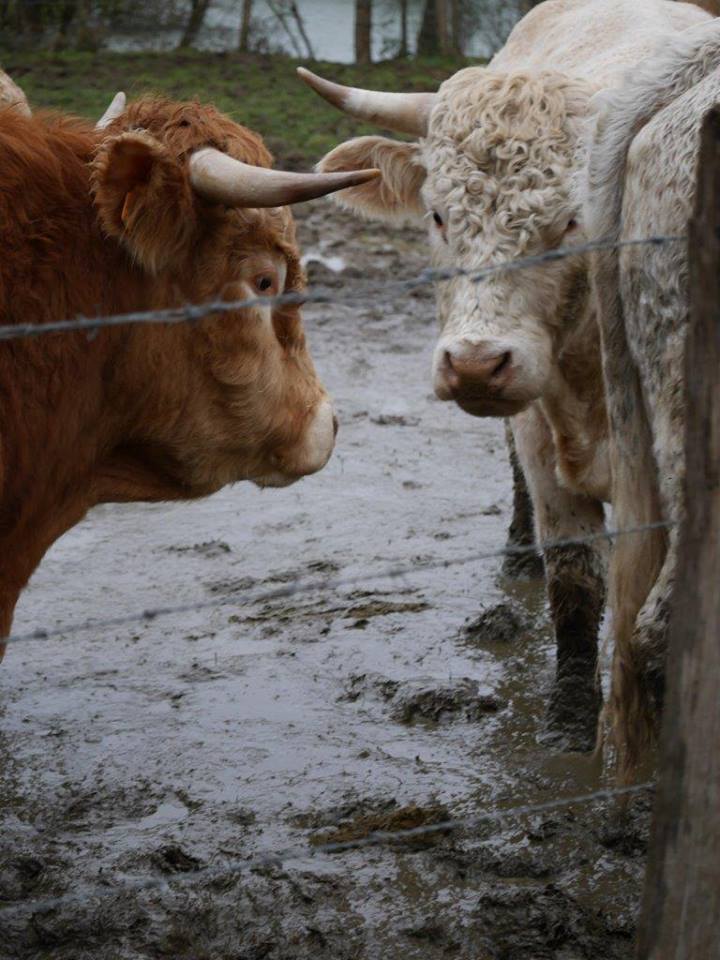 Les vaches maltraitées de Saint-Vit | Photo Humanimo