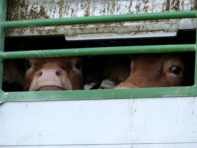 Les vaches maltraitées de Saint-Vit. Départ pour l’abattoir d'une partie des vaches par les autorités | Photo Humanimo